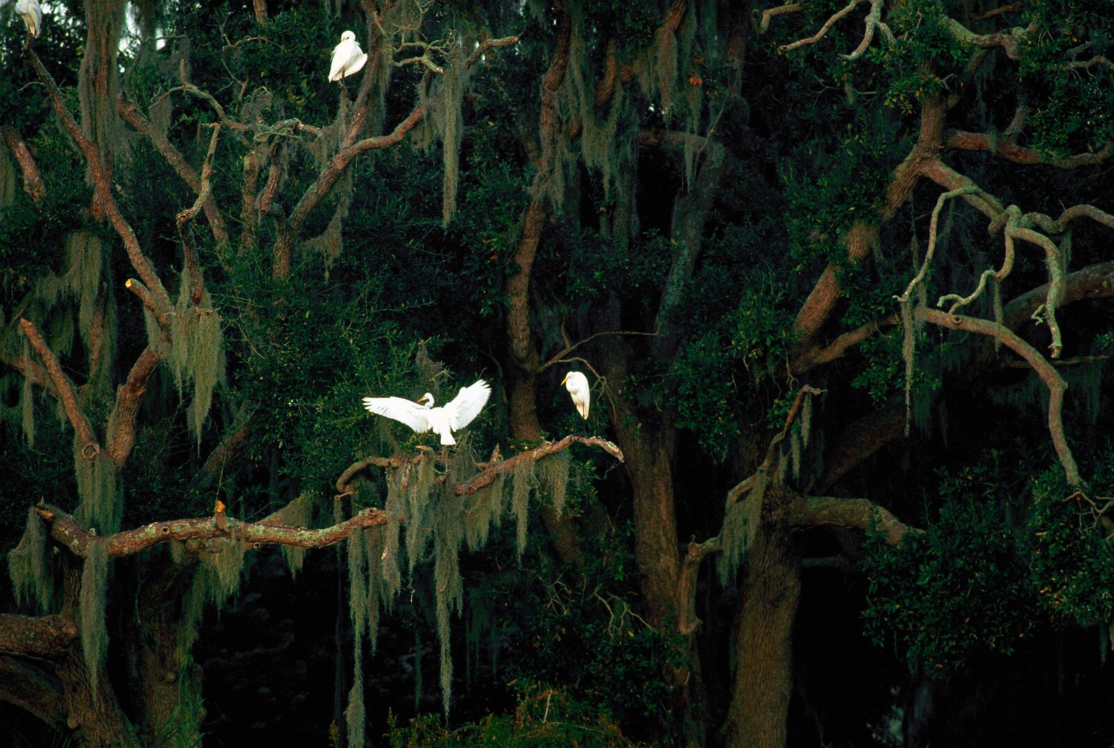 The Man Planting Reside Oaks to Save Louisiana’s Coastal Ridges